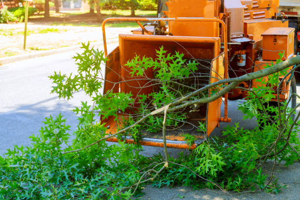 Tree Root Removal in Morganton, NC